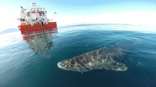 A Greenland shark near the ocean surface after its release from research vessel Sanna in northern Greenland.