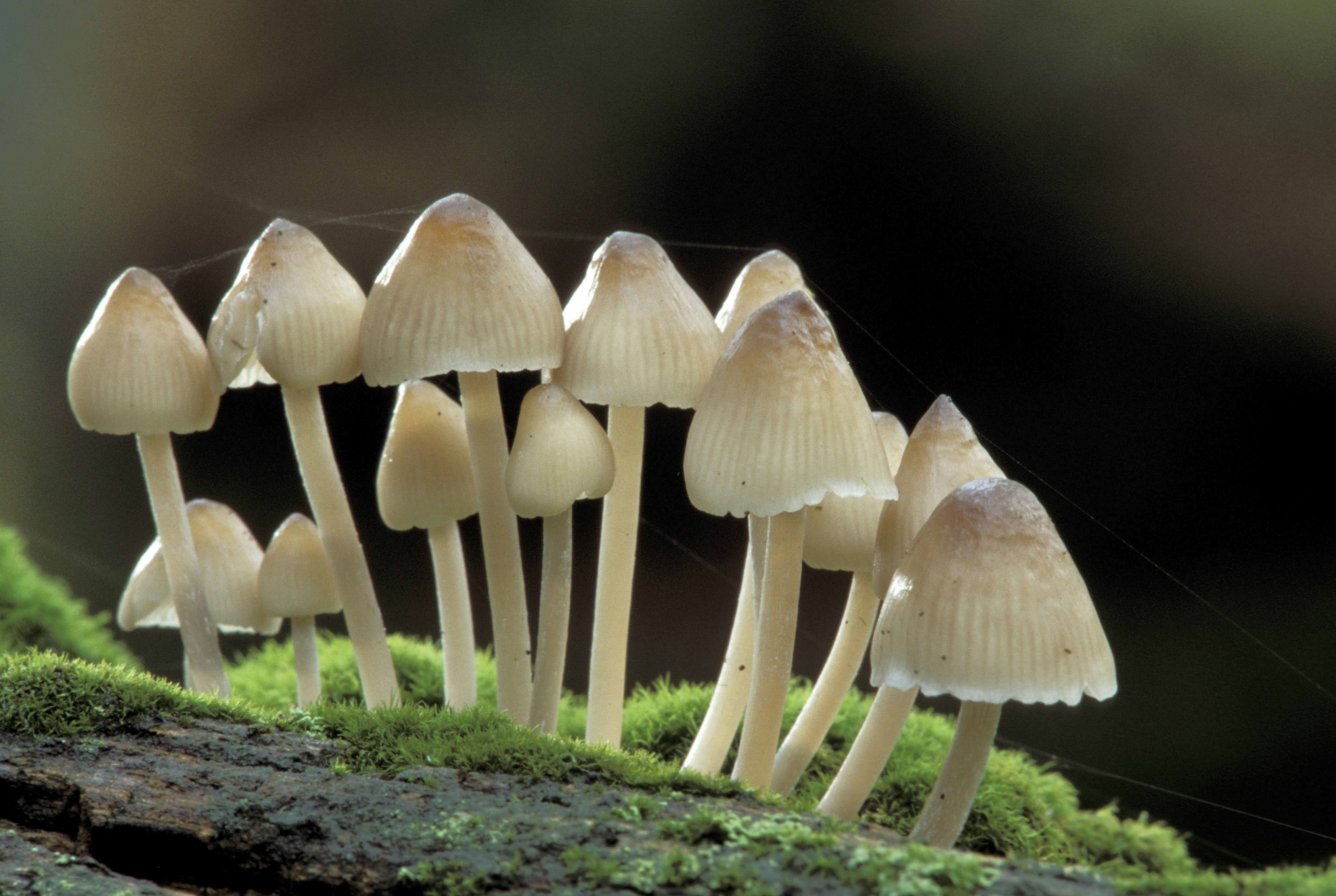 small white mushrooms