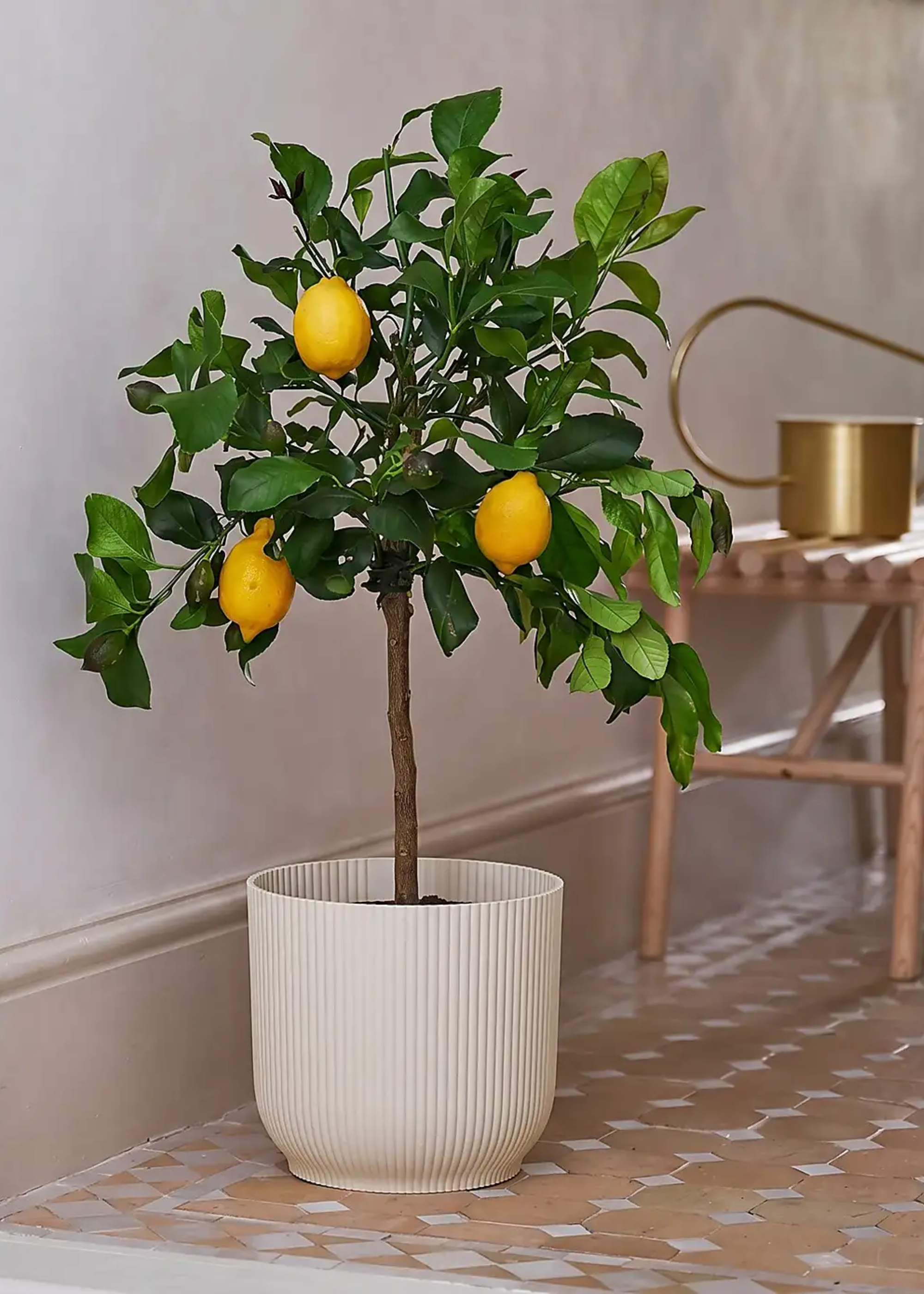 A potted lemon tree in a ribbed planter