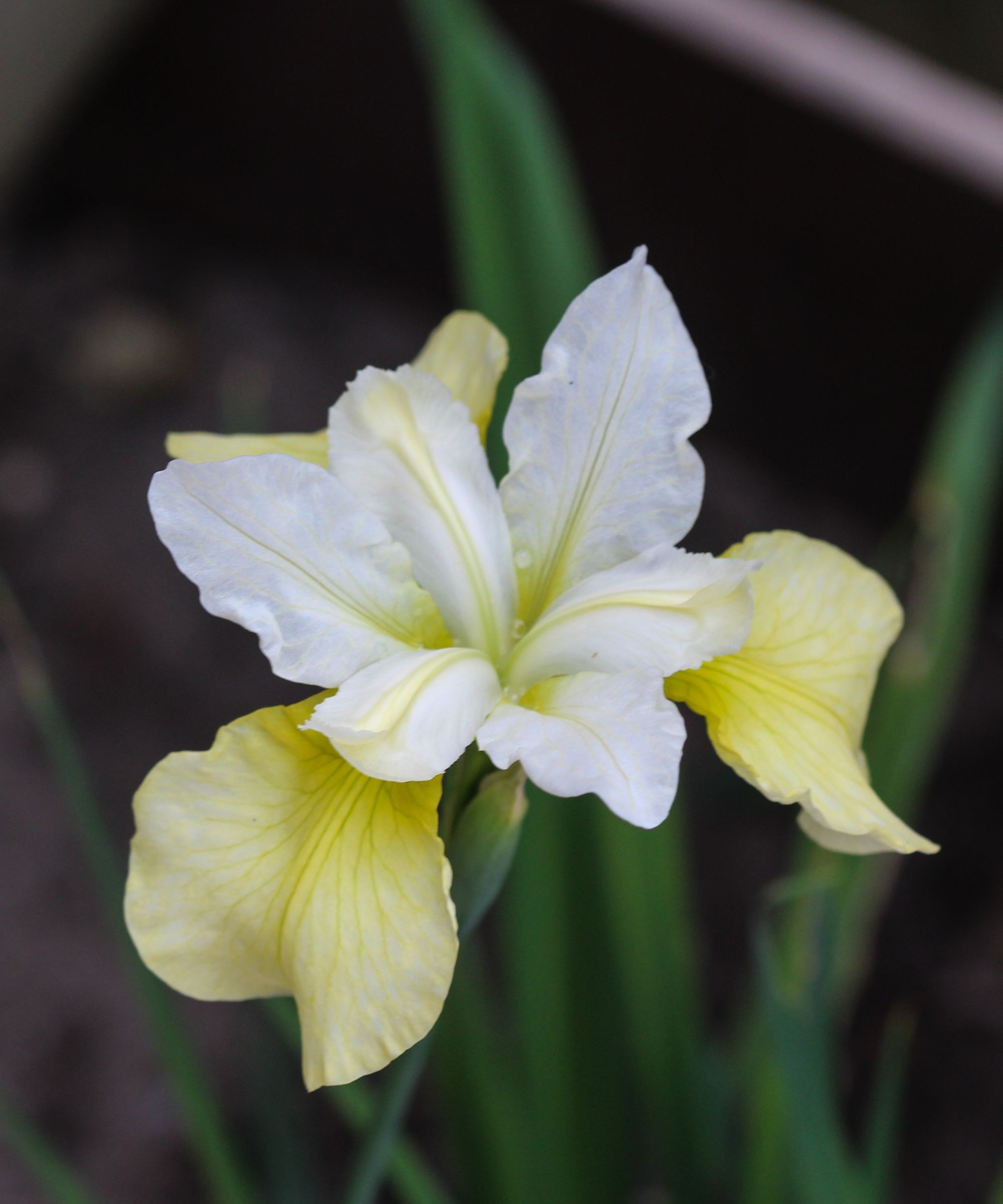 Yellow iris