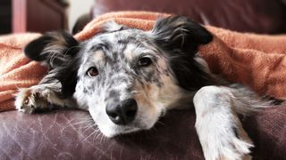 Sick dog lying on the couch