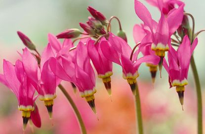 Pink Flowered Shooting Start Plant