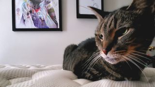 Our reviewer's tabby cat sits on top of the Saatva RX mattress