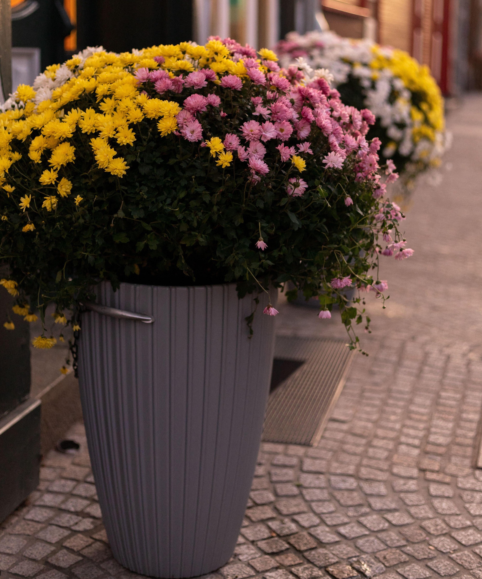 large grey containers of yellow, white and pink chrysanthemums