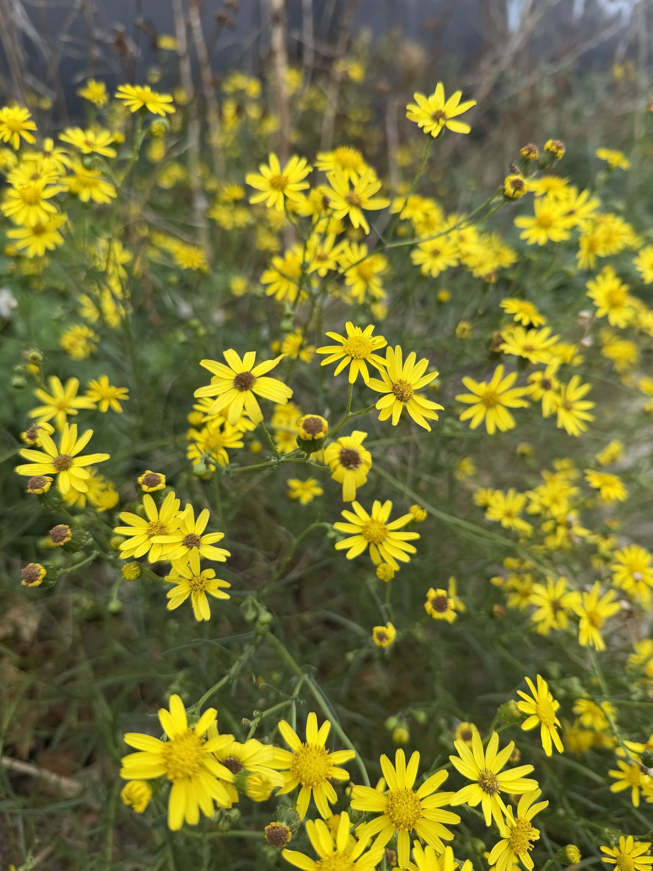 Sample photo from iPhone 17 Pro showing yellow flowers in close focus