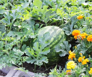 raised beds of concrete blocks filled with melons, salad greens and marigolds