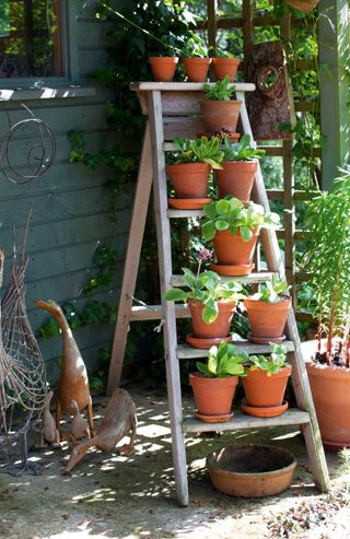 terracotta pots with plants on a ladder in a garden