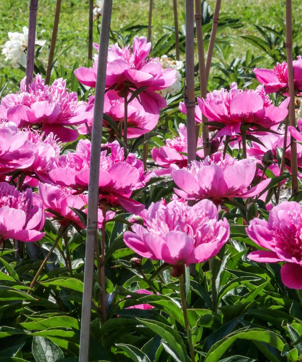 How To Support Peonies Keep Flowers From Falling Over Gardening Know How