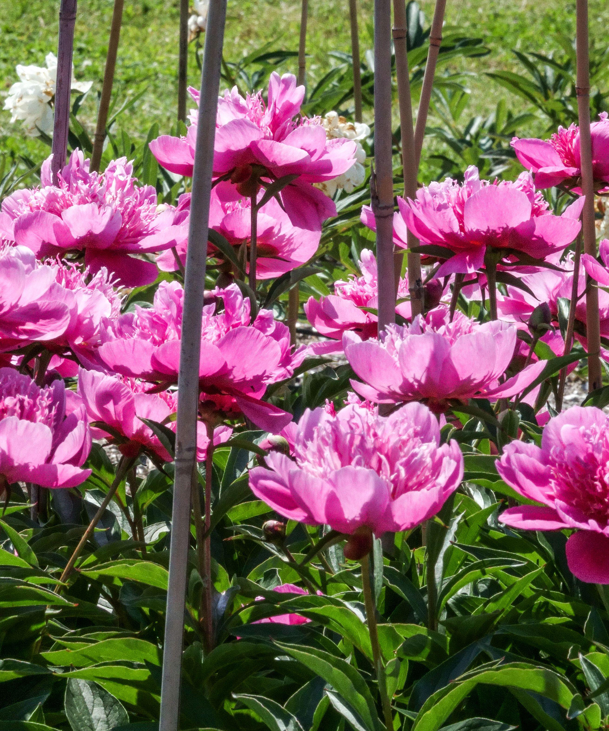 Peony flowers supported with bamboo canes