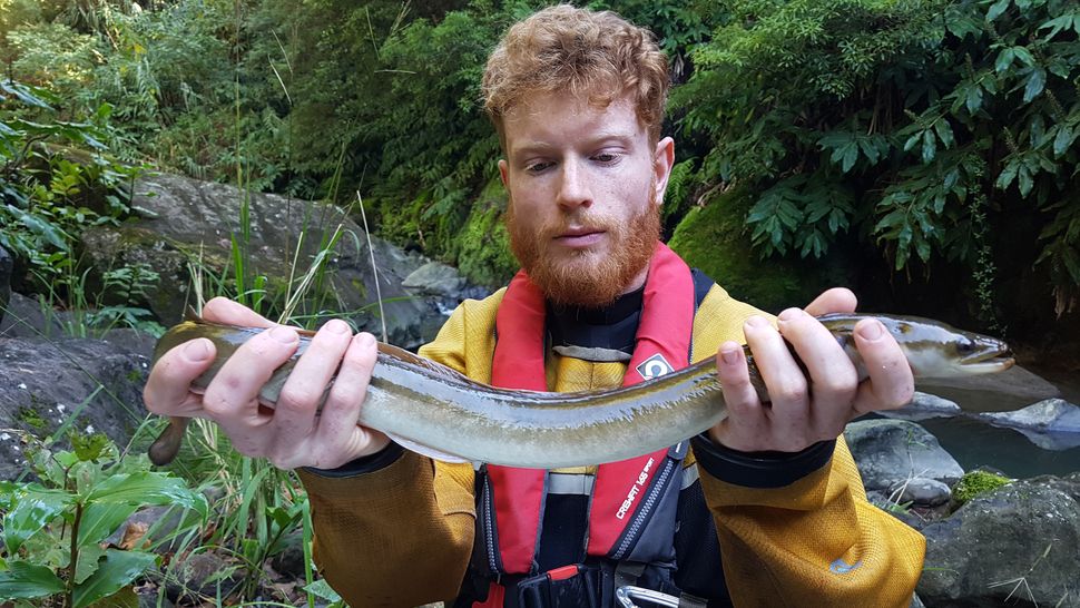 Where do eels come from? Live Science