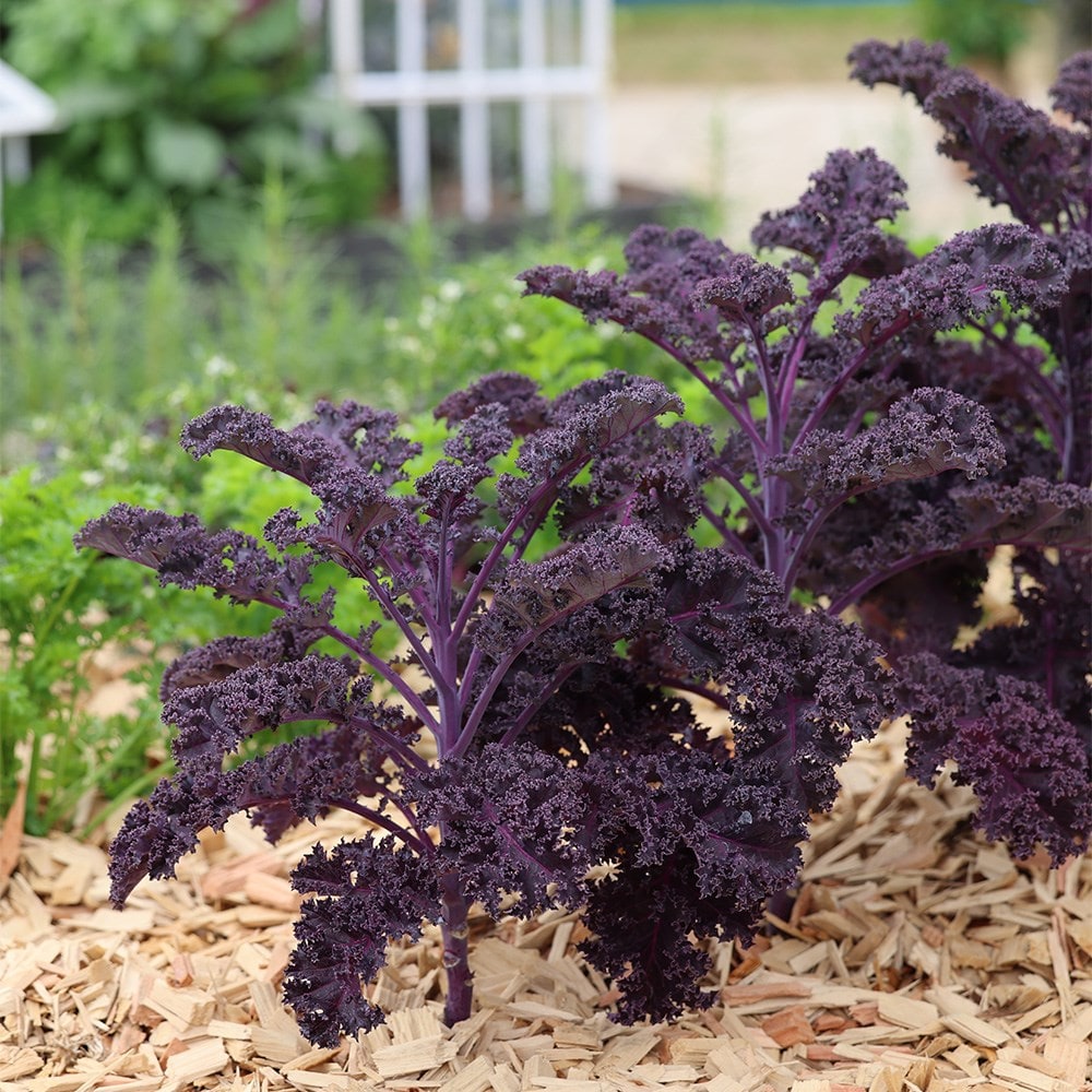 Kale 'redbor' F1
