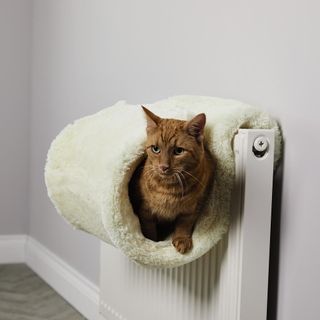 white coloured radiator cat bed with brown cat and white wall