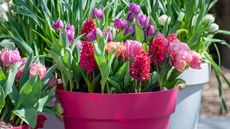 tulips and hyacinth in pots