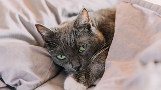 close up of a grey cat snuggled up in a blanket