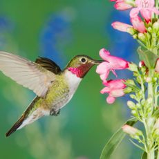 Hummingbird drinking from penstemon