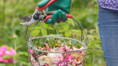 how to deadhead plants – person with basket of deadheaded flowers and secateurs