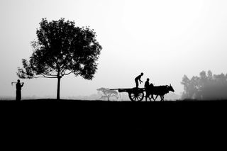 black and white silhouette of a tree three individuals and a cow