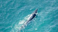 Aerial image of a fin whale in the Mediterranean, 2022