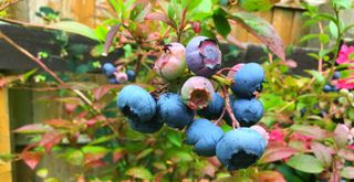 Blueberries growing in a UK garden