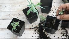 A gardener pots up lavender seedlings into individual pots on a light wooden table