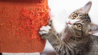 Kitten scratching couch