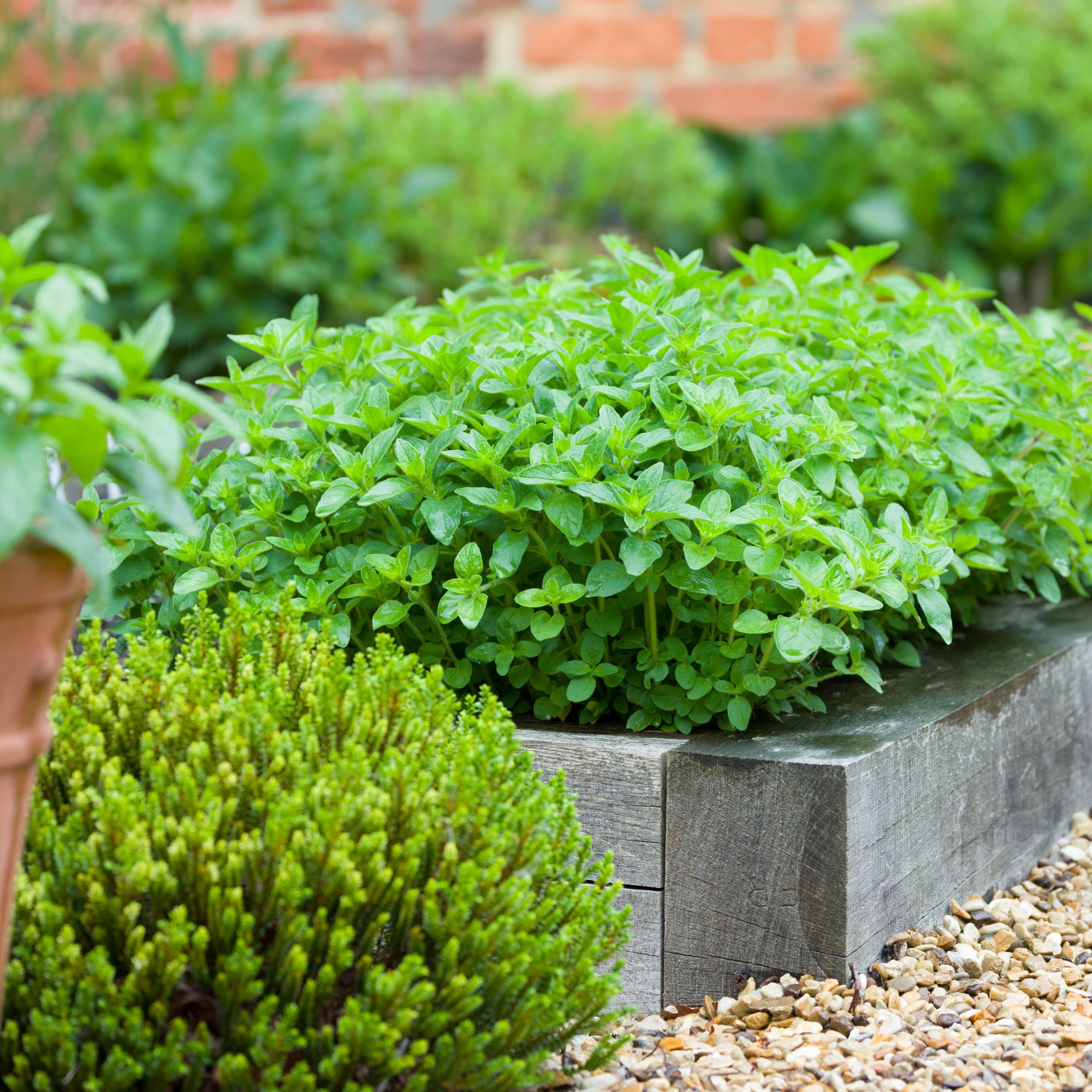 oregano in raised bed