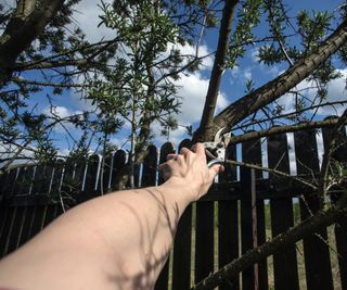 hand reaching up to cut tree with secateurs