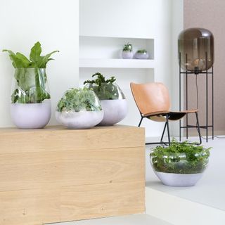 white walls with wooden table with potted plants