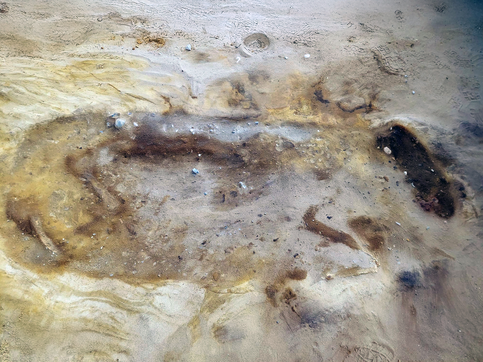 Horse burial from early medieval cemetery.