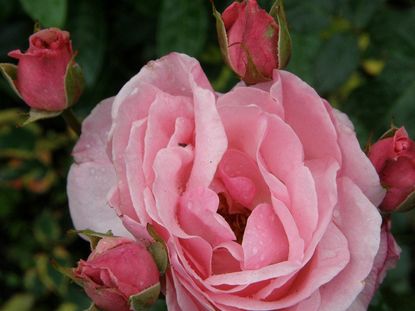 Pink Earth Kind Roses