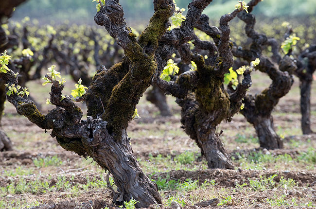 Old vine Zinfandel in Dry Creek Valley, california