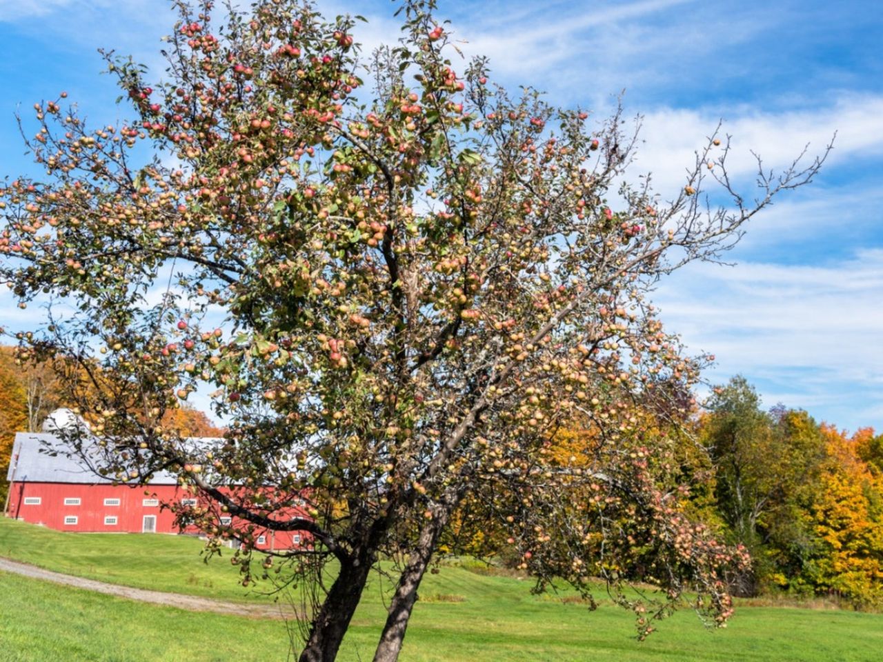 Large New England Fruit Tree