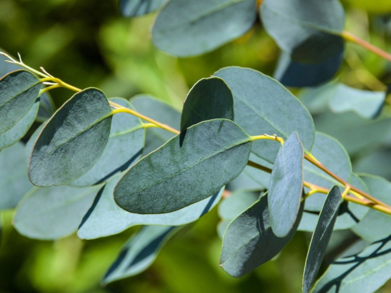 Eucalyptus Tree Branch