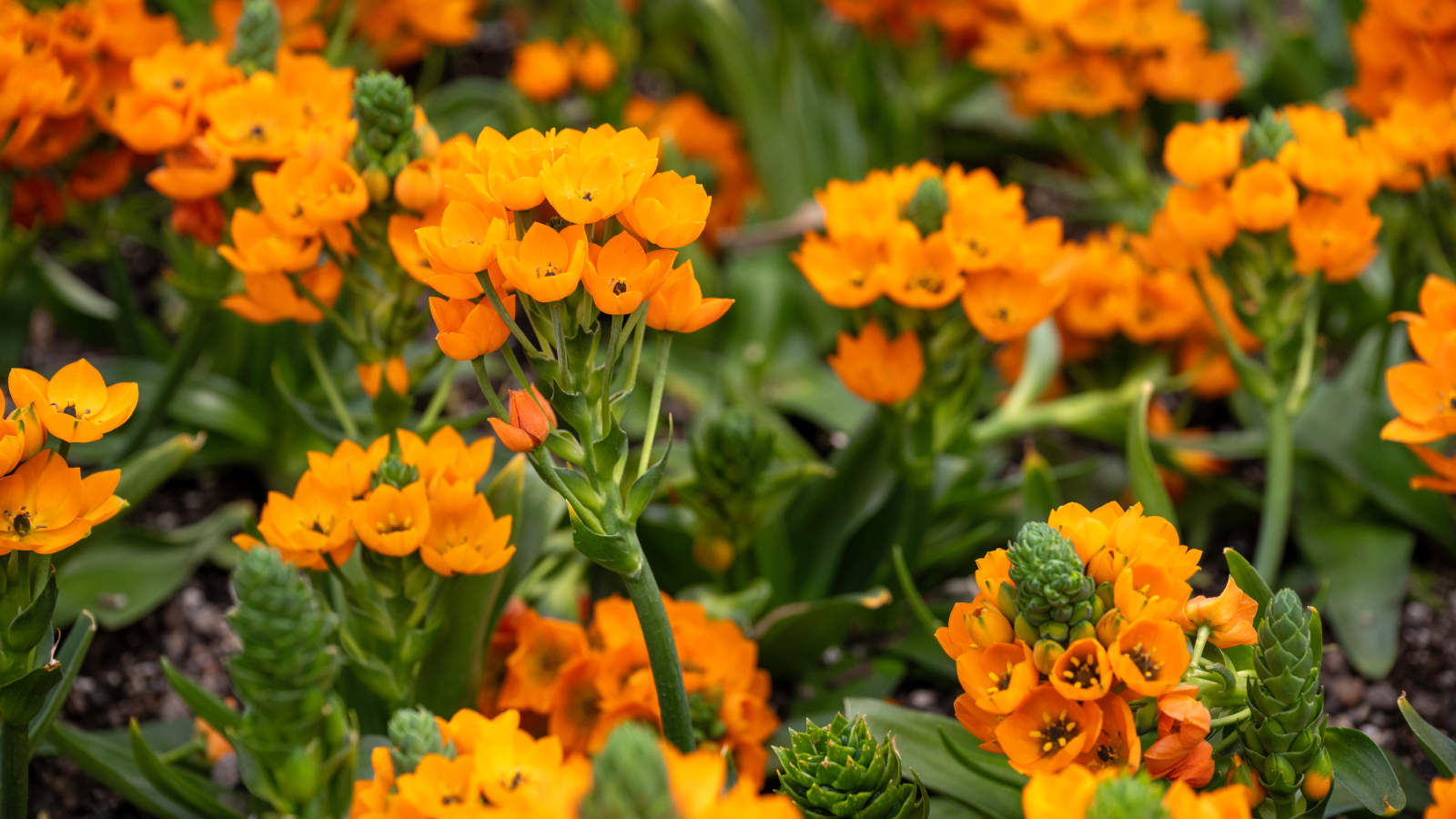 Orange star plants in bloom