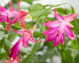 flowering Christmas Cactus plant with bright pink flowers