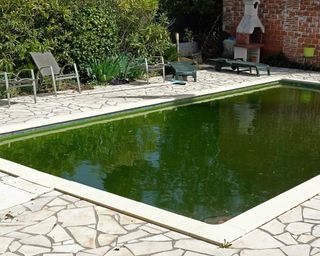 pool with green water