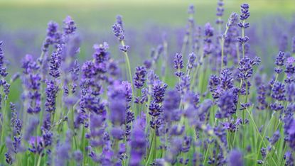 Field of lavender