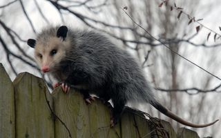 An opossum runs along a fence.