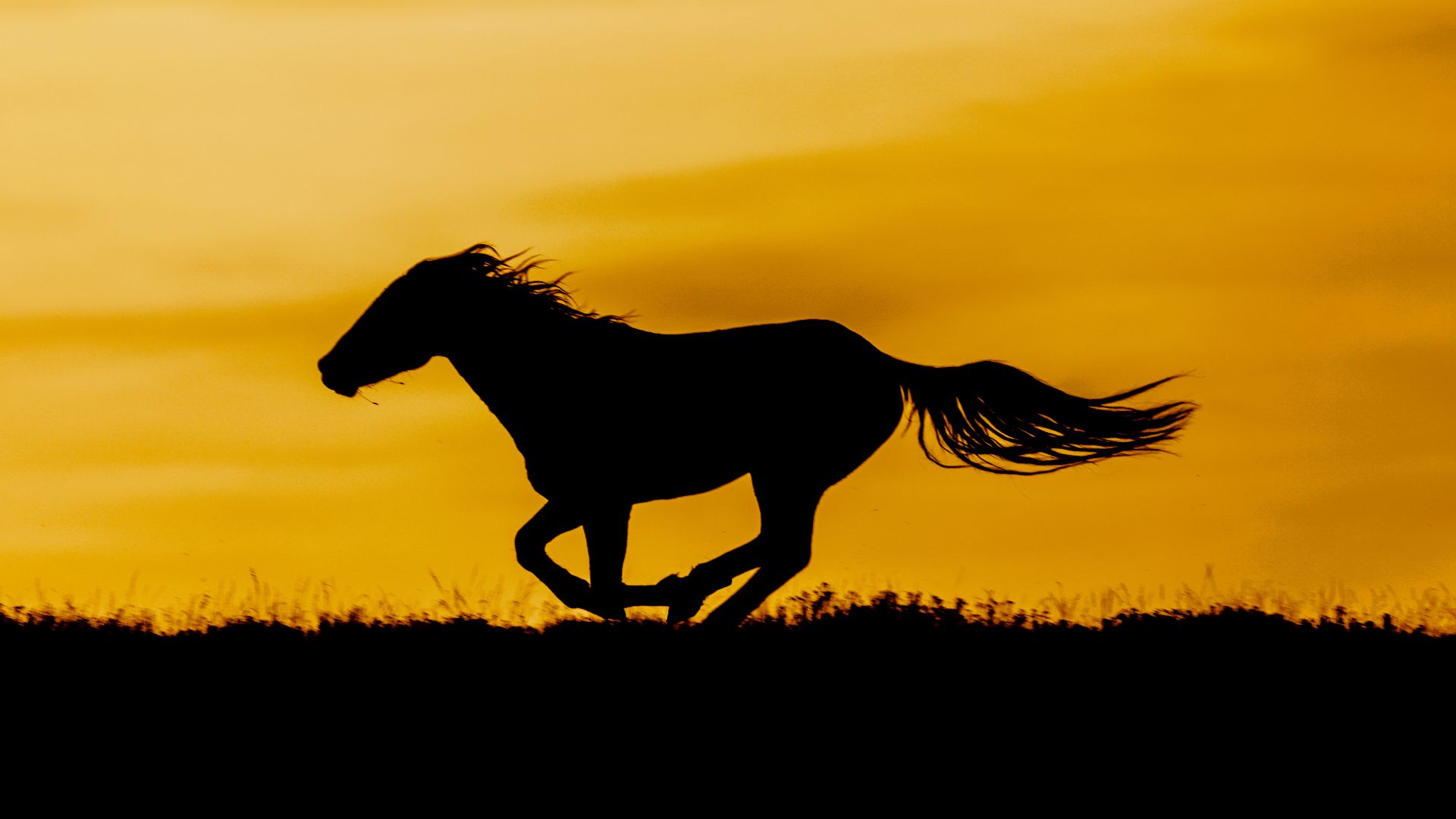 silhouette of galloping horse against orange sky