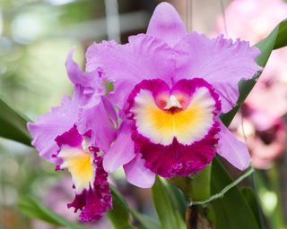 Purple hybrid Cattleya orchid
