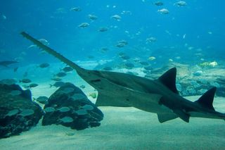 Observations of a species of freshwater sawfish showed it used its elongated snout to detect prey and swipe at it. 