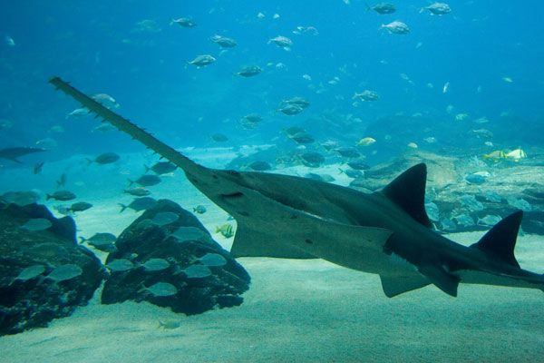 Observations of a species of freshwater sawfish showed it used its elongated snout to detect prey and swipe at it. 