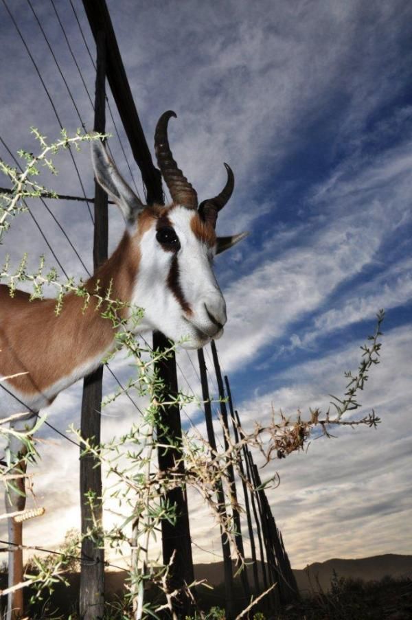 A curious spectator at the start of the Cape Pioneer Trek.