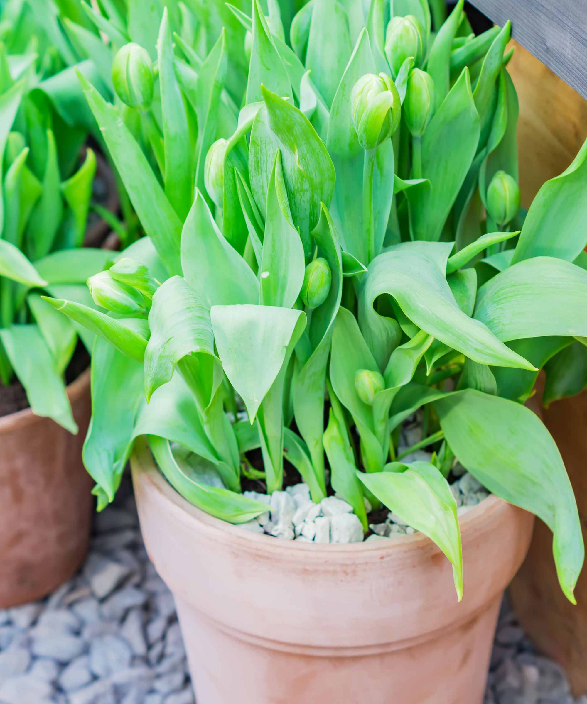 Tulips with buds in pots