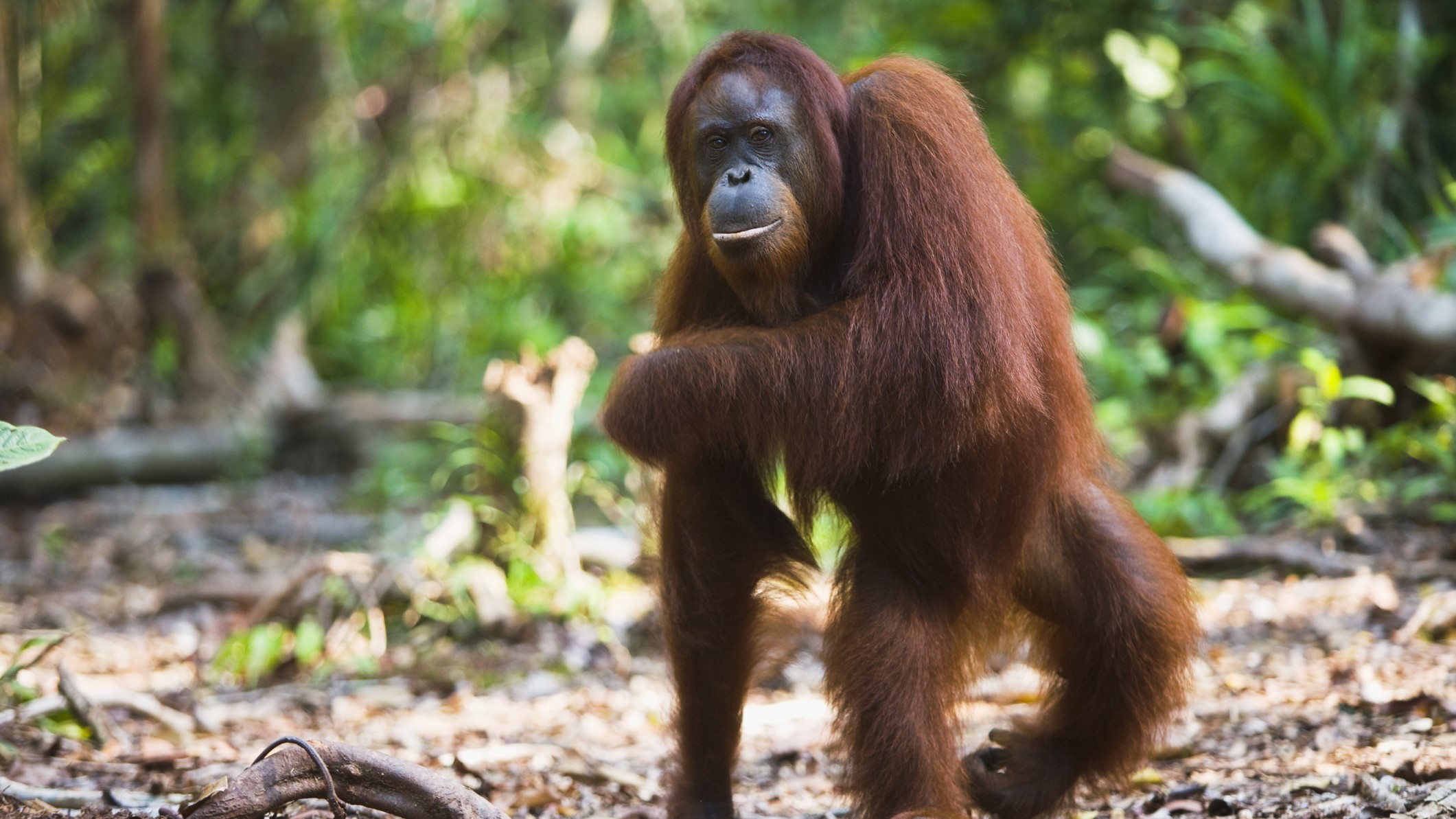 A female orangutan stands on her hind legs in a forest.