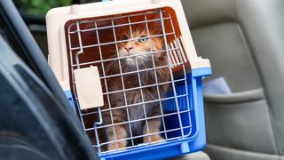 Ginger cat in carrier