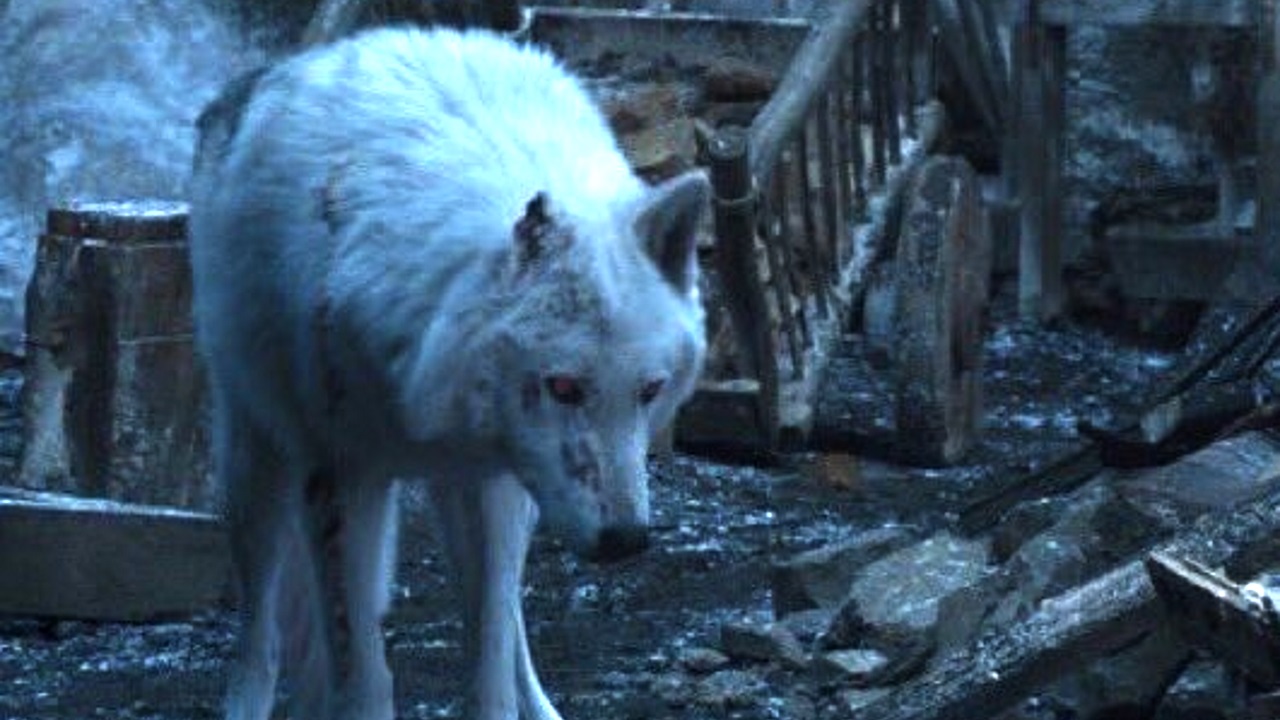 Here S Why Jon Snow Didn T Pet Ghost In Game Of Thrones Latest