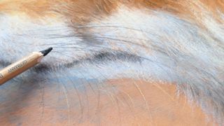 how to draw a fox - image of a fox in pastels