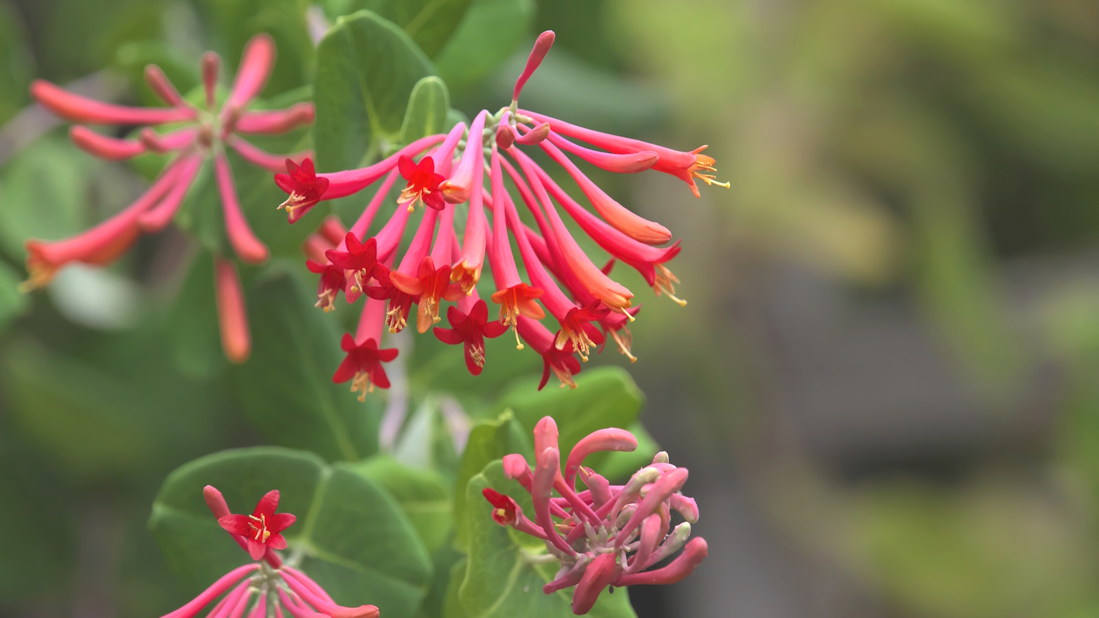 Coral honeysuckle, or Lonicera sempervirens, with coral-red trumpet flowers in summer
