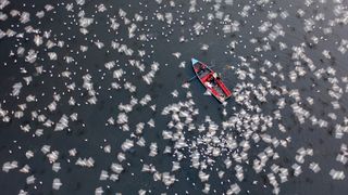 Aerial view of a small red boat with people rowing surrounded by a large flock of white birds flying over dark water